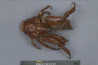 藏品(椰子蟹)的圖片